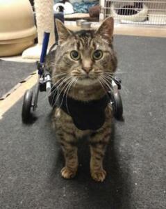 Kitty Walkin' Wheels Wheelchair