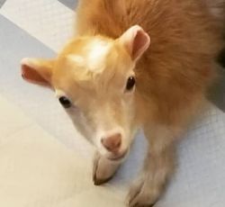 Ruby Nigerian Dwarf Goat