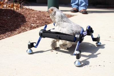 Chicken Wheelchair first steps