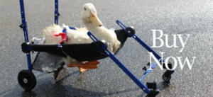 Walkin' Wheels duck wheelchair