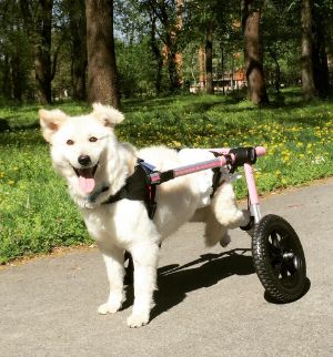 happy wheelchair dog