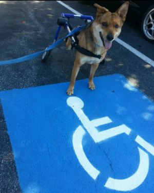 Omid Wheelchair Dog