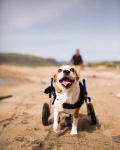beagle wheelchair