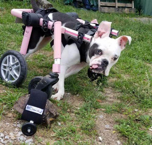 wheelchair dog and wheelchair turtle walk