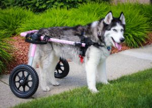 walkin' wheels dog wheelchair for siberian husky