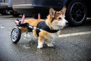 Corgi Wheelchair Front Vest