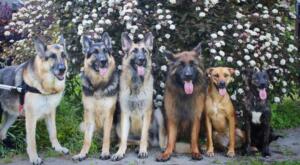 Loyal German Shepherds