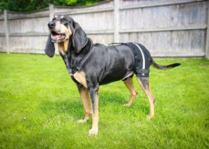 Hip Brace for Bloodhound