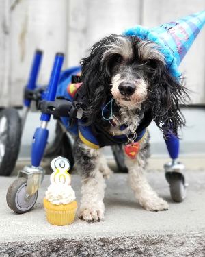 small dog using quad dog wheelchair