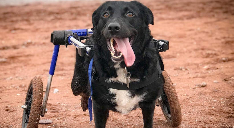 Dog Wheelchair At Beach - Airlie
