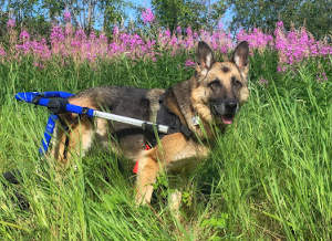 disabled german shepherd wheelchair