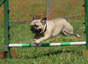 Agility training for small dogs