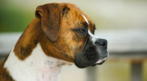 Boxer with Lymphoma