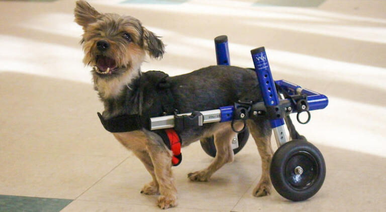 Rescue Yorkie Takes First Steps To New Home