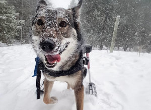 Wheelchair dog skis through snow on winter walk