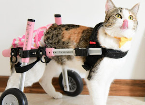 Cat wheelchair to help disabled felines improve mobility