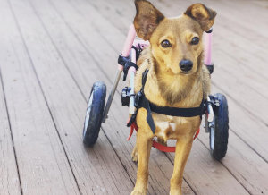 Small dog wheelchair in pink