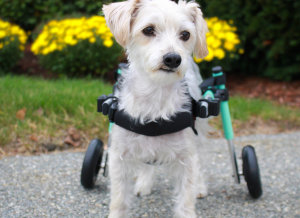 small dog wheelchair for disabled dogs