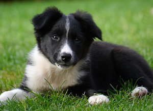 Health needs of a border collie puppy