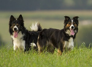 Border Collie dogs 