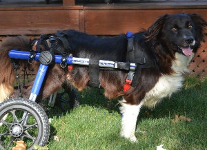 Helping a border collie with mobility issues