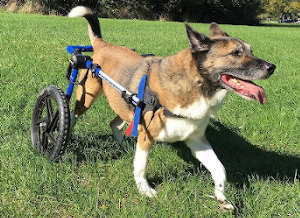 dog in wheelchair playing