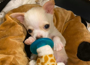 Disabled rescue puppy Lundy is looking for his new home.