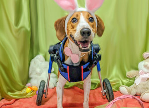 Cadbury names disabled dog as new Easter Bunny