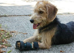 front leg splint for dog