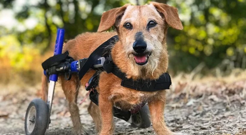 Senior dog with arthritis uses dog wheelchair to improve mobility