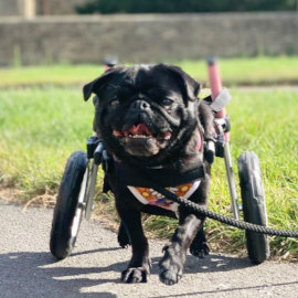Paralyzed pug uses Walkin' Wheels dog wheelchair
