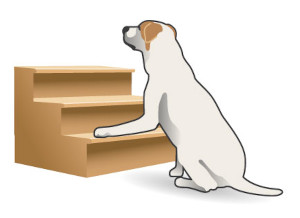 Canine Mobility Loss Sign: Reluctance to Use Stairs