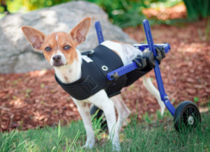 Toy size tripod dog wheelchair