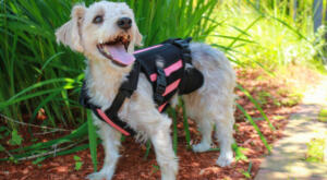 Dog back brace for spinal condition