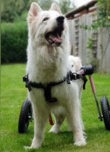 disabled dog needing dental care