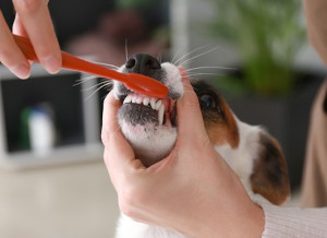 Dog dental disease and treatment