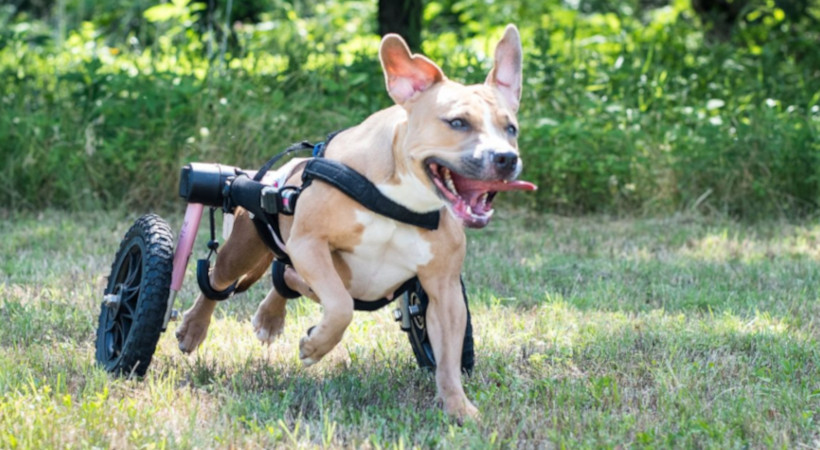 Effie a paralyzed (hind-end) pittie running in her wheelchair