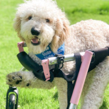 Jane the doodle in her quad dog wheelchair for cerebellar hypoplaysia
