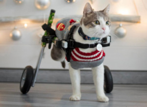 wheelchair for disabled cat
