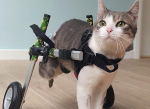 cat wheelchair for paralyzed cat