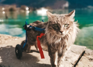 Cat wheelchair for disabled feline mobility