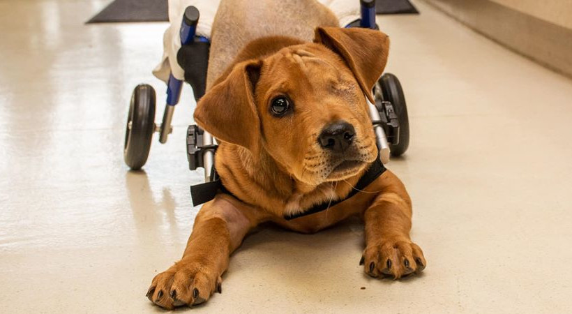 Dog injured in accident walks in new dog wheelchair
