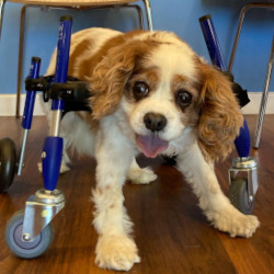 Canine mobility cart for exercise and keep handicapped dogs active