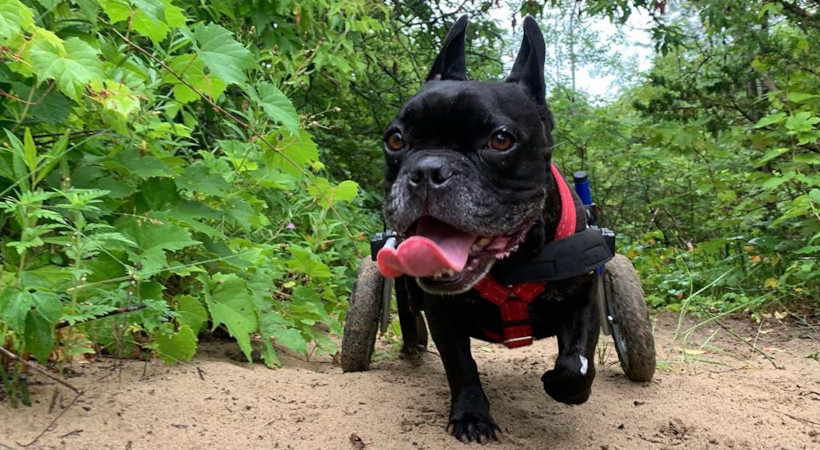 Diesel a French Bulldog mix out on the trails in his little cart