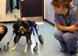 veterinarian with handicapped dog