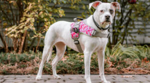 Roxy in her Pink camo harness