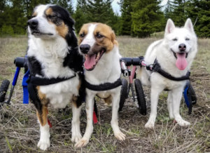 dog wheelchair for all sized dogs