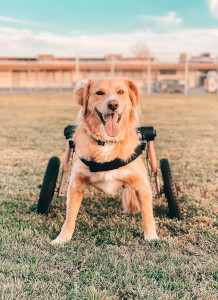 Dog wheelchair improves canine mobility