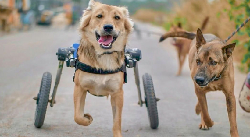 debunking dog wheelchair myths