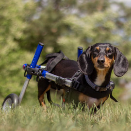 Small dog wheelchair for dachshund